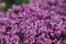 A close view of pink blooming heather erica on the spring rock garden