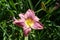 Close view of pink flower of Hemerocallis fulva