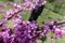 Close view of pink flowers of Cercis canadensis