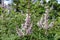 Close view of pink flowers of chaste tree in July