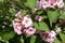 Close view of pink flowers of Weigela florida in May