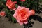 Close view of pinkish orange rose