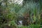 Close view of a pond with reed around