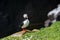 Close view of a  puffin on a rock  on sunny day in Saltee Islands