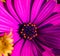Close view of a purple Daisy flower