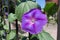 Close view of purple flower of Ipomoea purpurea in July