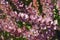 Close view of purple foliage of Thunberg`s barberry