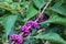 Close view of purple and green beautyberry bush berries