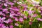 Close view of purple primroses