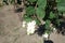 Close view of raceme of berries of Symphoricarpos albus