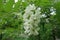 Close view of raceme of flowers of black locust