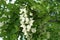 Close view of raceme of white flowers of Robinia pseudoacacia in May