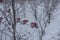 Close view of red berries of Amur honeysuckle covered with hoar frost