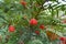 Close view of red berries of taxus baccata