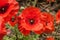 A close view of red, bright and blooming poppies, symbol of Memo