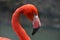 Close view of a red flamingo