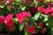 Close view of red flowers of Catharanthus roseus