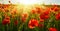 Close view of red poppies field