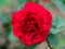 Close view of Red queen Rose