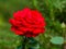 Close view of Red queen Rose