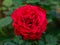 Close view of Red queen Rose