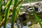 Close view on river water through green bulrush