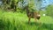 Close view of a Roe Deer, Capreolus Capreolus, Standing in a Meadow and Walking