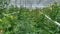 A close view on roses growing in clusters in a greenhouse.