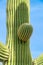 Close view of saguaro cactus with visible growth and limbs with spikes and ridges in plant texture in the sonora desert