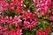 Close view of salmon pink flowers of ivy-leaved pelargonium