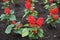 Close view of scarlet red flowers of Salvia splendens