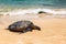 Close view of sea turtle resting on Laniakea beach on a sunny day, Oahu