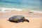 Close view of sea turtle resting on Laniakea beach on a sunny day, Oahu