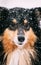 Close View Of Shetland Sheepdog, Sheltie, Collie In Snowy Winter Day