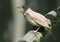 Close view of singing Thrush nightingale