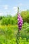 Close view of single foxglove plant in a wild flower meadow