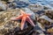 close view of a starfish on a rocky surface