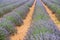 Close view of straight lines of violet lavender bushes