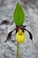 Close view of the strange looking ladys slipper orchid