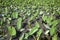 A close view of a taro field