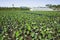 A close view of a taro field