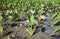 A close view of a taro field