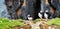 Close view of three  puffins on a rock  on sunny day in Saltee Islands