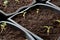 Close view at tiny tomato seedlings planted in flower pots