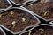 Close view at tiny tomato seedlings planted in flower pots