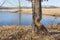 Close view of tree by a lake with severe beaver damage, winter