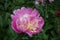 Close view of two-colored flower of Japanese style peony in May