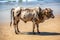 Close view at typical indian holy cow that stands at beach close to sea water. Cow peeing.