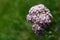 Close view of valeriana officinalis in a sunny day