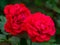 Close view of victor hugo red Rose